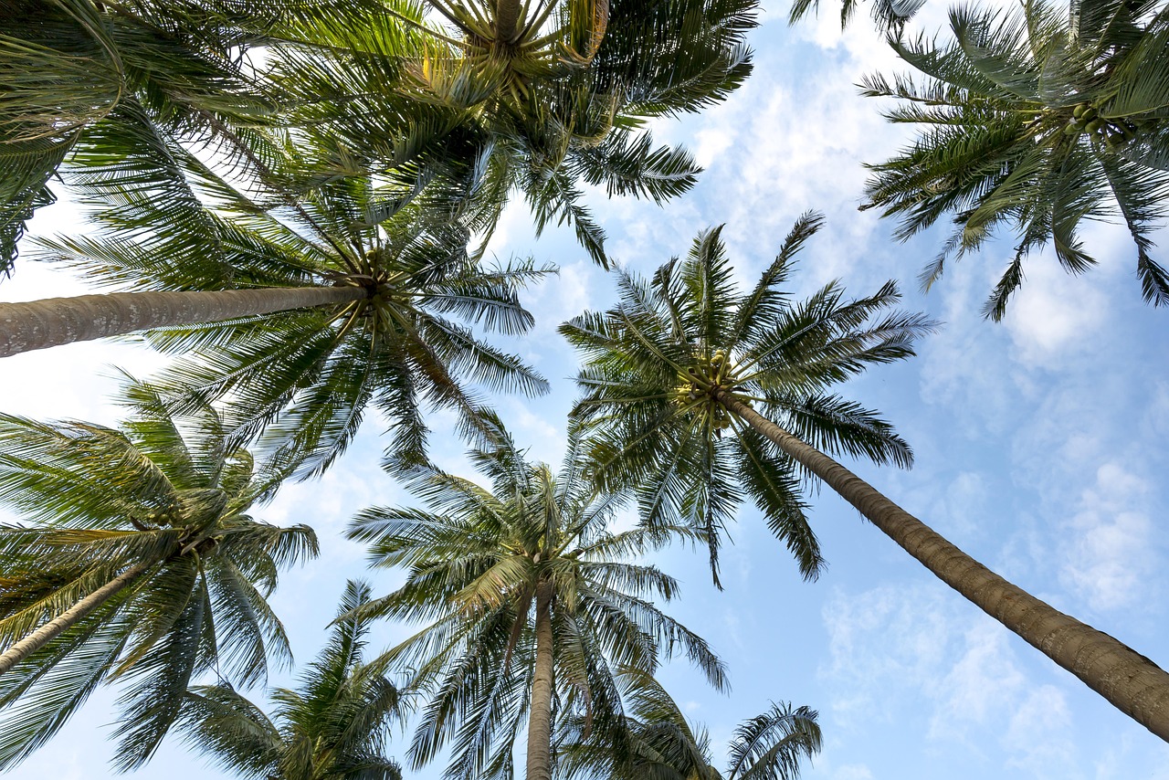 Coconut Industry Bitung
