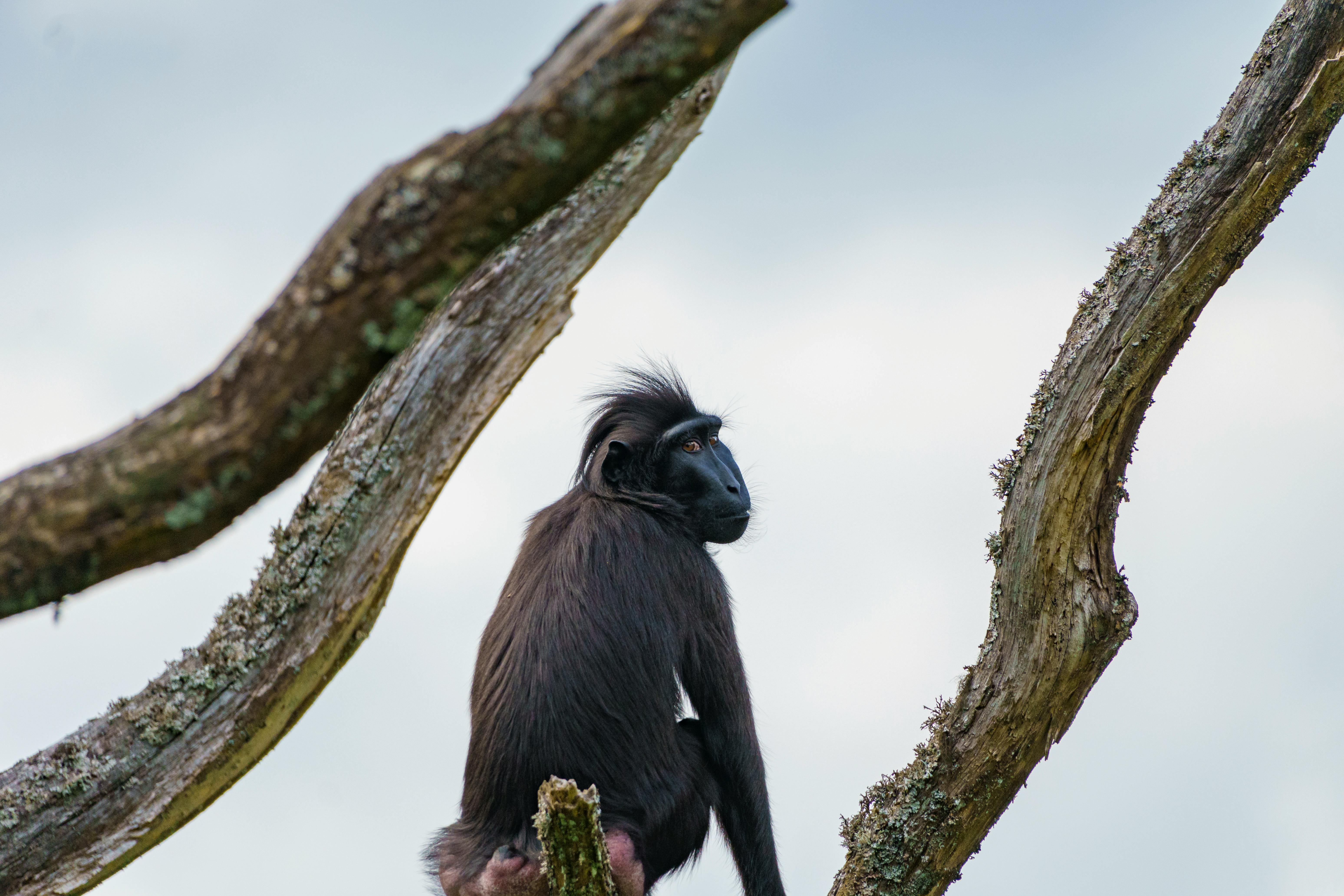 Tangkoko National Park 1